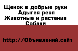 Щенок в добрые руки - Адыгея респ. Животные и растения » Собаки   